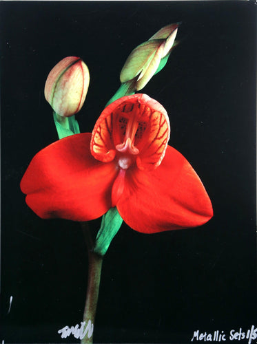 Red Orchid from the Metallic Sets Color | Jonathan Singer,{{product.type}}