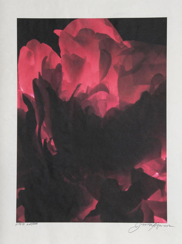 Red Rose Color | Jonathan Singer,{{product.type}}