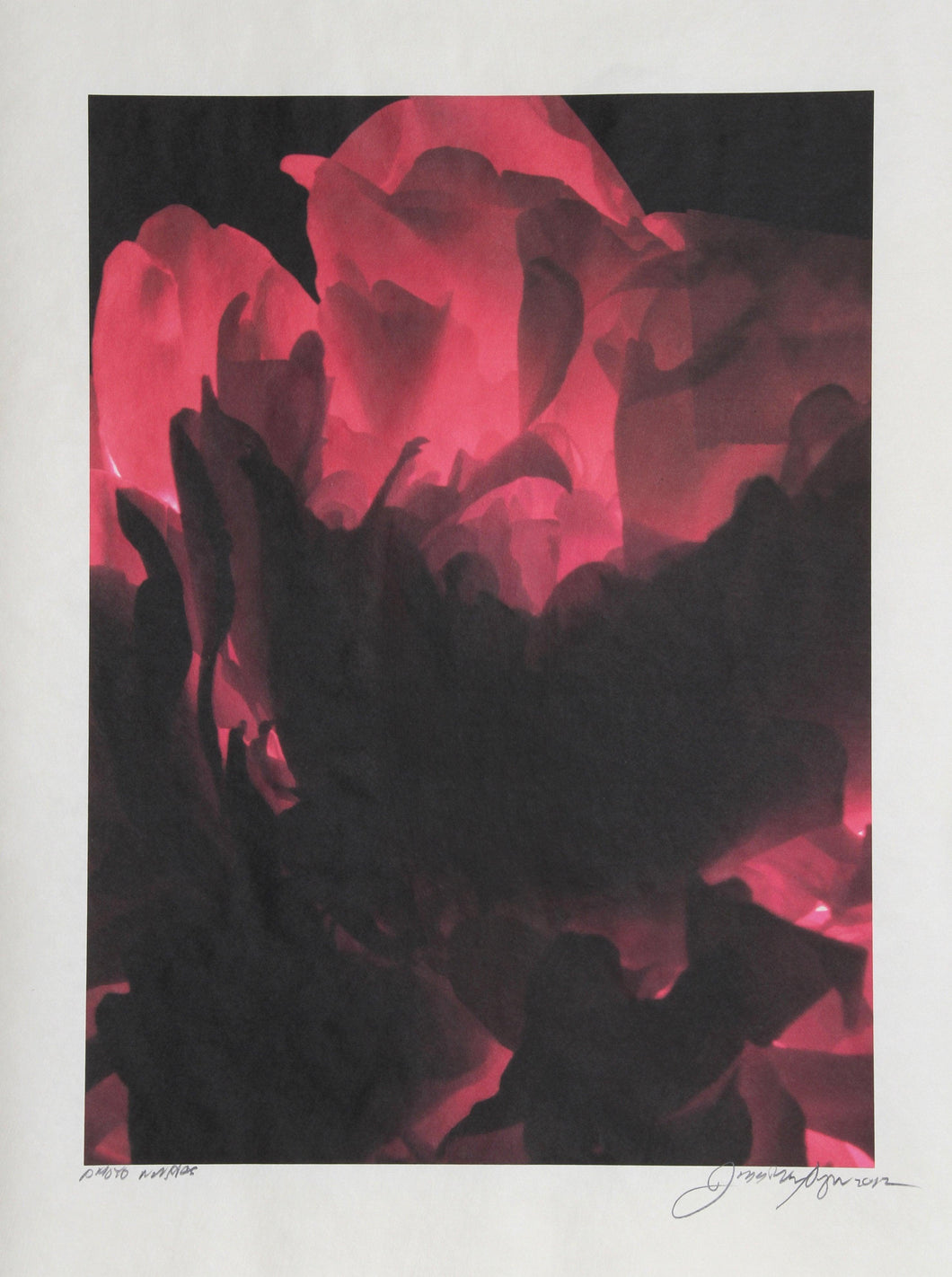 Red Rose Color | Jonathan Singer,{{product.type}}