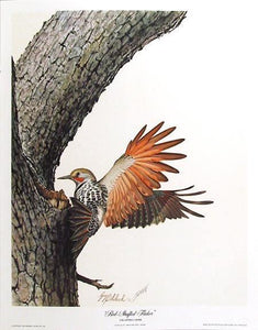 Red Shafted Flicker Lithograph | Guy Coheleach,{{product.type}}