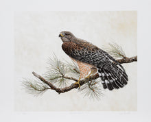 Red Shouldered Hawk Lithograph | Chris Forrest,{{product.type}}