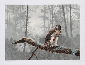 Red Tail Hawk Lithograph | Chris Forrest,{{product.type}}