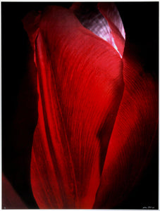 Red Tulip Color | Jonathan Singer,{{product.type}}