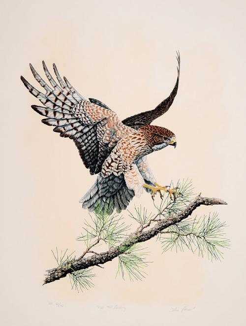 Redtail Landing Lithograph | Chris Forrest,{{product.type}}