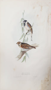 Reed Bunting Lithograph | John Gould,{{product.type}}