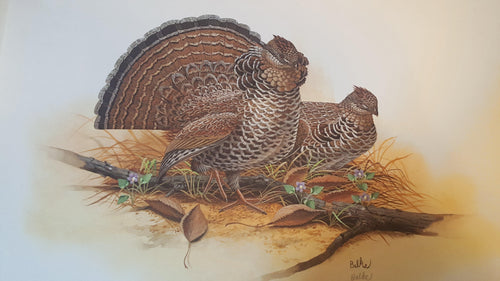Ruffed Grouse Lithograph | Don Balke,{{product.type}}