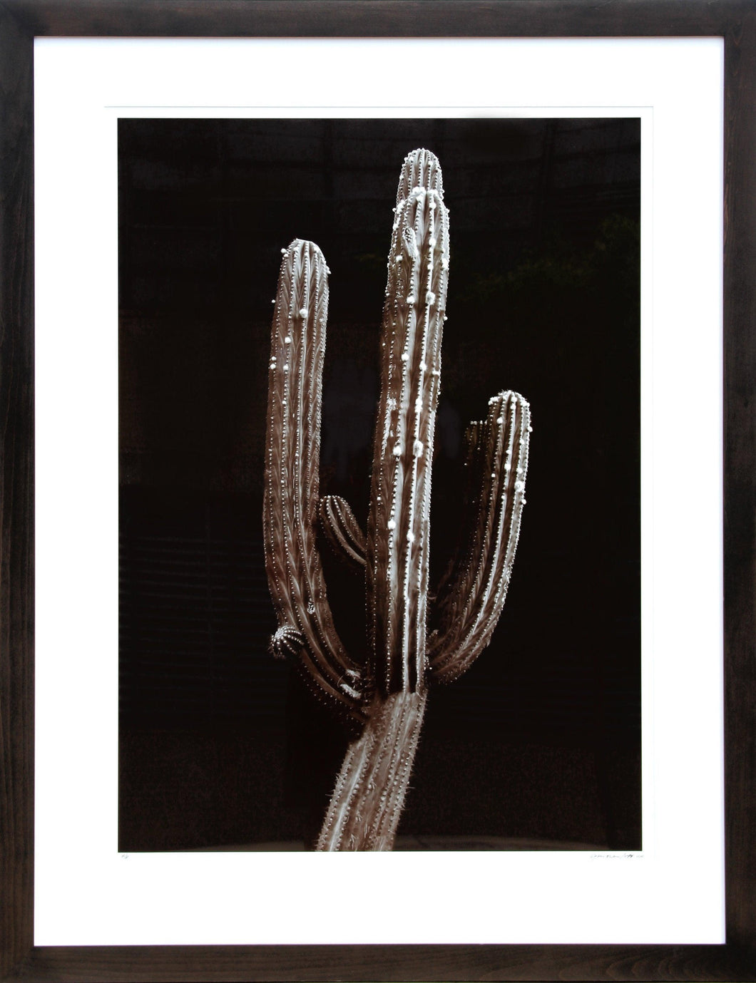 Saguaro Cactus Black and White | Jonathan Singer,{{product.type}}