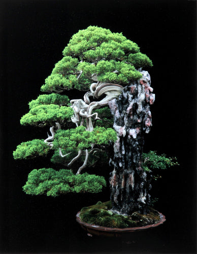 Sargent Juniper Color | Jonathan Singer,{{product.type}}