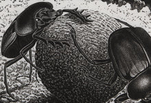 Scarabs Woodcut | M.C. (Maurits Cornelis) Escher,{{product.type}}