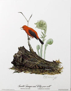 Scarlet Tanager & Whippoorwill Lithograph | Guy Coheleach,{{product.type}}