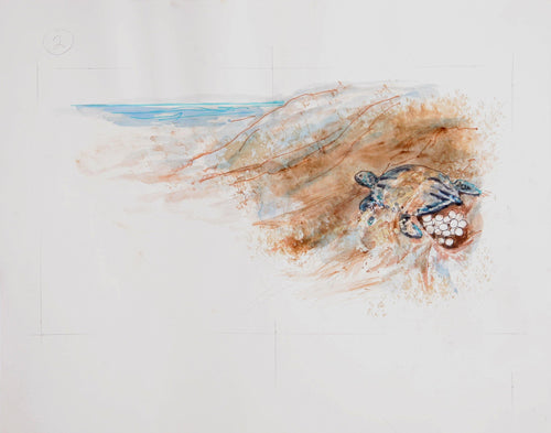 Sea Turtle with Eggs (386) Watercolor | Marshall Goodman,{{product.type}}