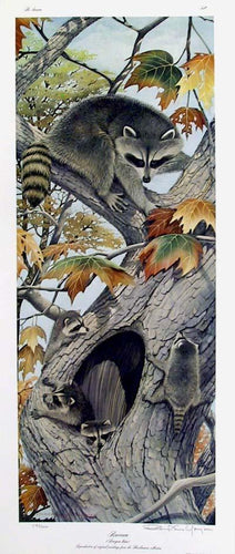 Seasons: Raccoon Lithograph | Richard Evans Younger,{{product.type}}