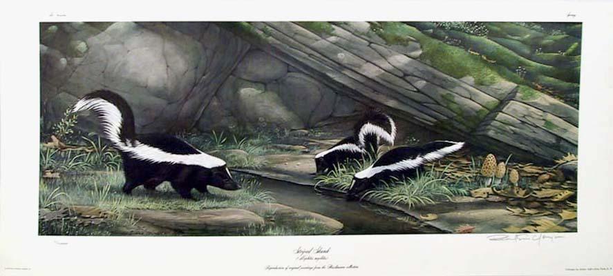 Seasons: Skunk Lithograph | Richard Evans Younger,{{product.type}}
