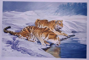 Siberian Tigers Lithograph | Sydney Taylor,{{product.type}}