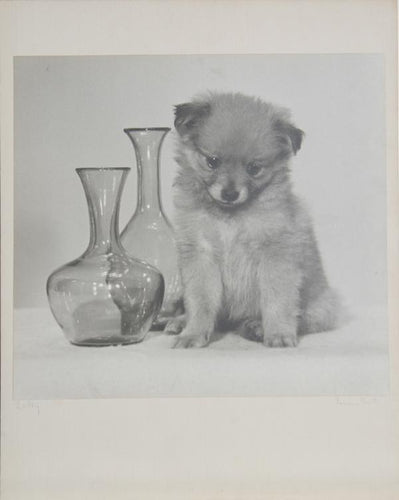 Silly Black and White | Rowena Fruth,{{product.type}}