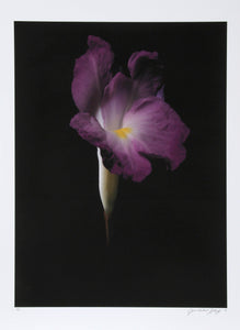 Single Purple Pansy Color | Jonathan Singer,{{product.type}}
