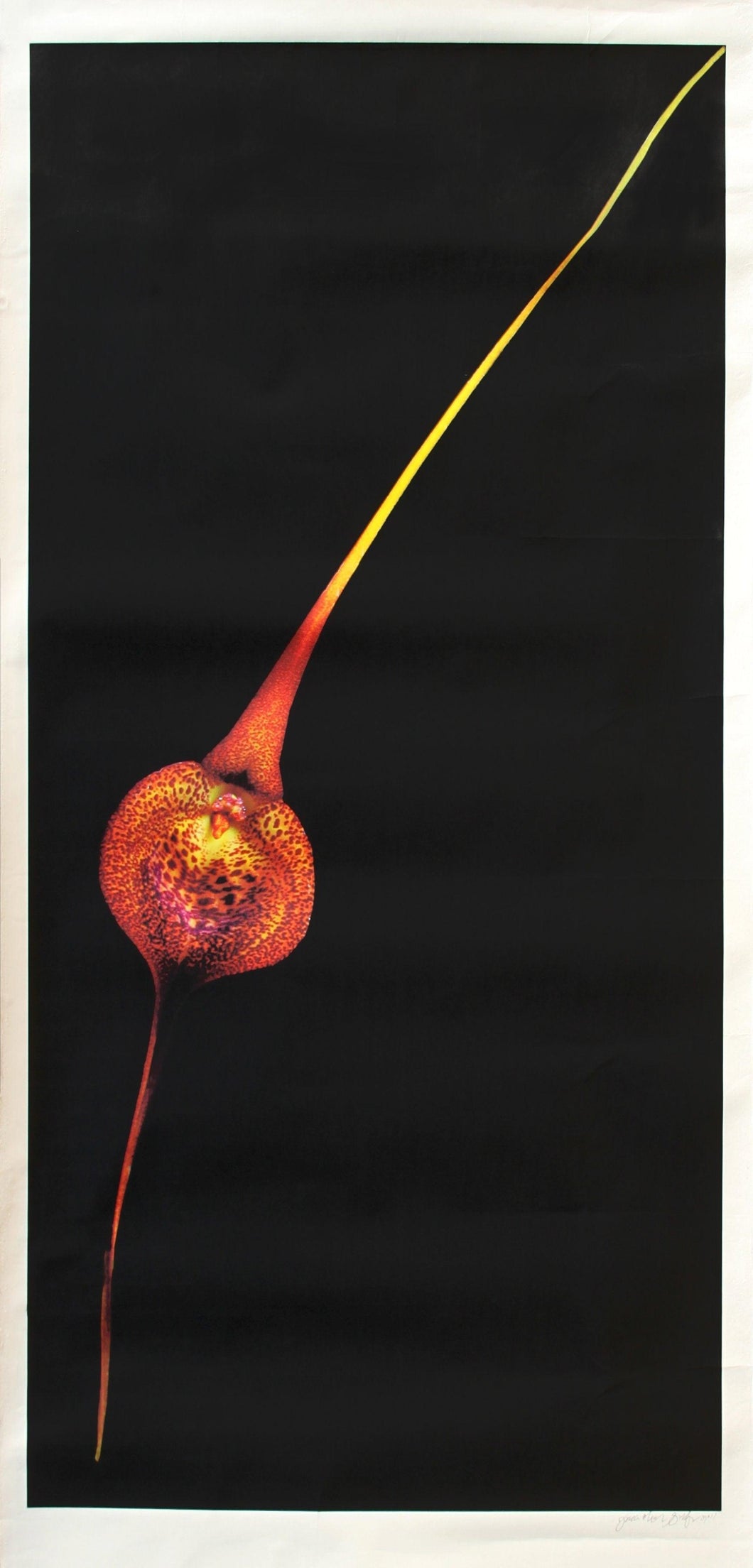 Single Spotted Orange Flower Color | Jonathan Singer,{{product.type}}