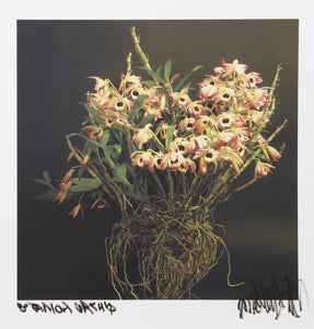 Small Orchids from Botanica Color | Jonathan Singer,{{product.type}}