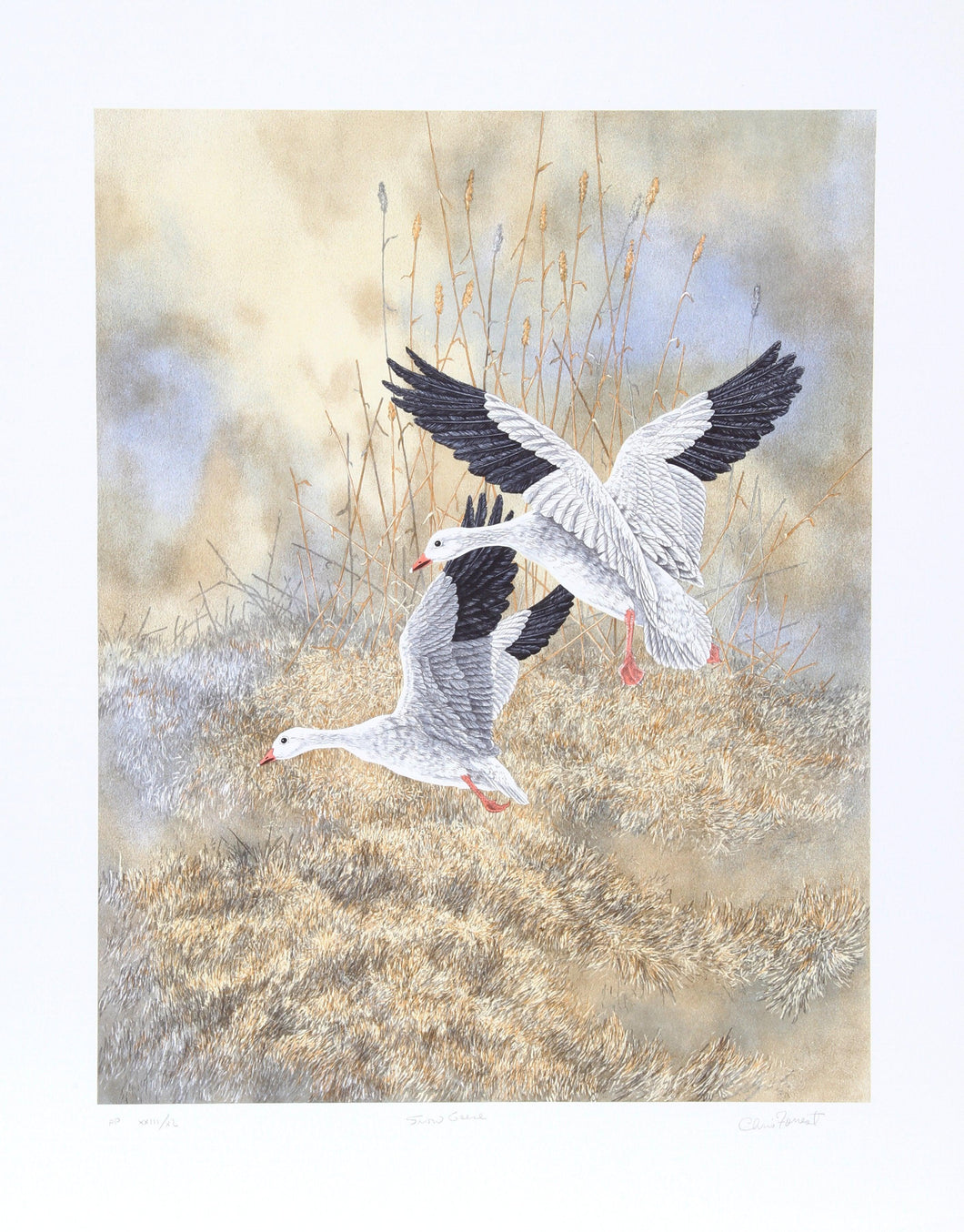 Snow Geese Landing Lithograph | Chris Forrest,{{product.type}}