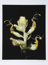 Soft Yellow Flower Color | Jonathan Singer,{{product.type}}