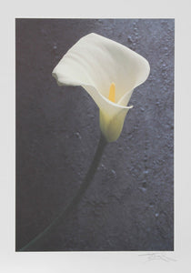 Solo Flower Lithograph | Harvey Edwards,{{product.type}}