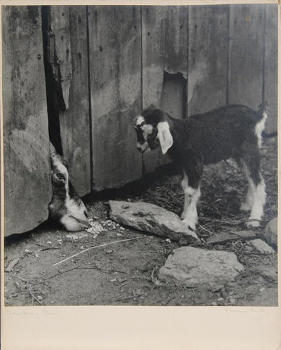 Something New Black and White | Rowena Fruth,{{product.type}}