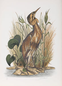 Spangled Bittern Lithograph | Jerome Trolliet,{{product.type}}