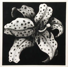 Spotted Lily on Black Etching | Lowell Blair Nesbitt,{{product.type}}