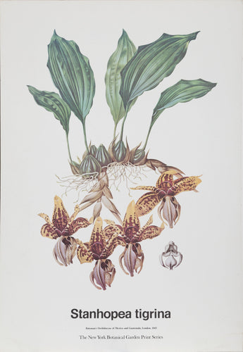 Stanhopea Tigrina Orchidae Poster | James Bateman,{{product.type}}