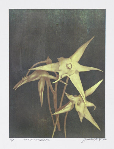 Star of Madagascar Color | Jonathan Singer,{{product.type}}