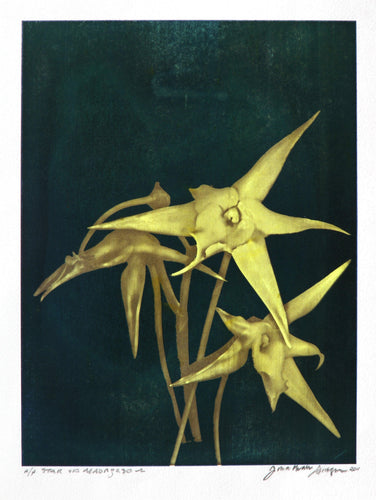 Star of Madagascar Color | Jonathan Singer,{{product.type}}