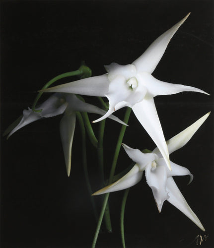 Star of Madagascar II Black and White | Jonathan Singer,{{product.type}}