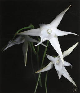 Star of Madagascar II Black and White | Jonathan Singer,{{product.type}}