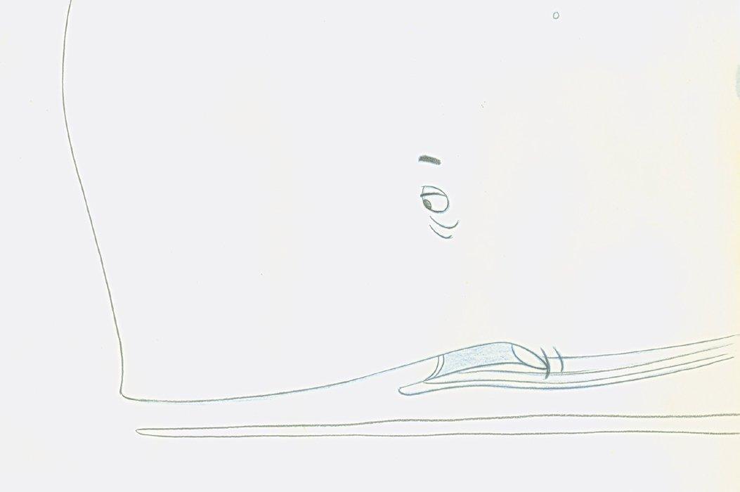 Starkist Tuna Whale - 8 Comic Book / Animation | Tom Rogers,{{product.type}}