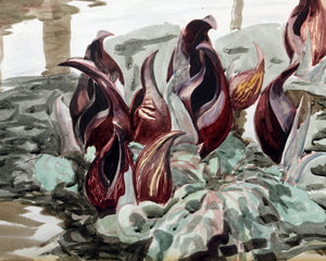 Study for Skunk Cabbage Watercolor | Charles Burchfield,{{product.type}}