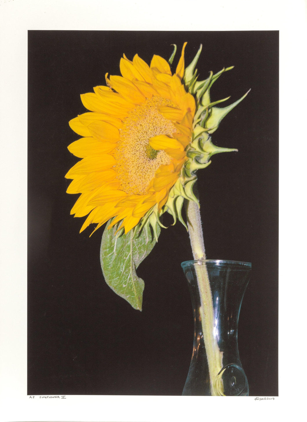 Sunflower V Digital | Michael Knigin,{{product.type}}
