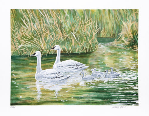 Swans Lithograph | Allen Friedman,{{product.type}}