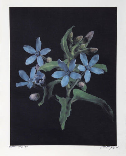 T. Magnifica Color | Jonathan Singer,{{product.type}}