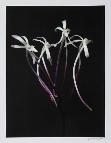 Tall Flowers Black and White | Jonathan Singer,{{product.type}}