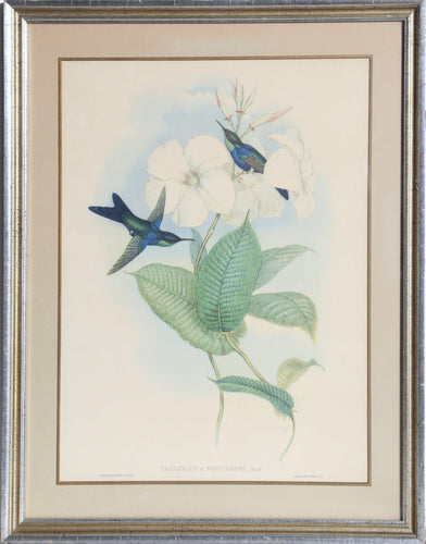 Thalurania Refulgens Poster | John Gould,{{product.type}}