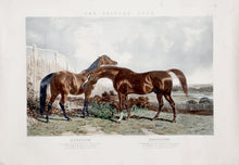 The British Stud Lithograph | John Frederick Herring,{{product.type}}