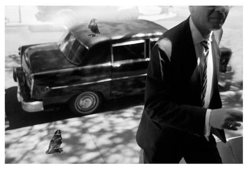 The Raven's Message from the Leon Eyrie Series Black and White | Lauren Bilanko,{{product.type}}