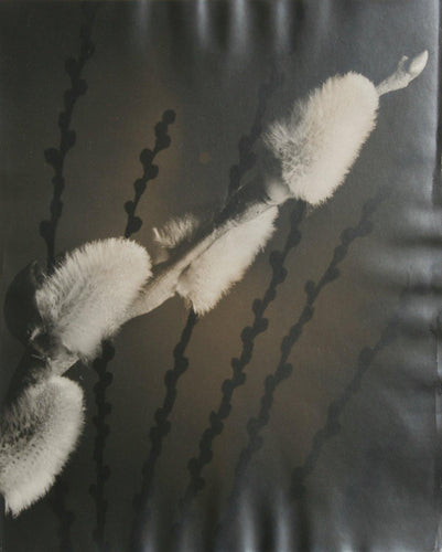 The Star (Message of Spring) Black and White | Rowena Fruth,{{product.type}}