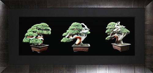 Three Bonsai Black and White | Jonathan Singer,{{product.type}}