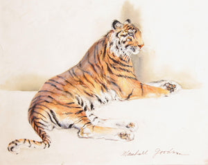 Tiger Gazing Watercolor | Marshall Goodman,{{product.type}}