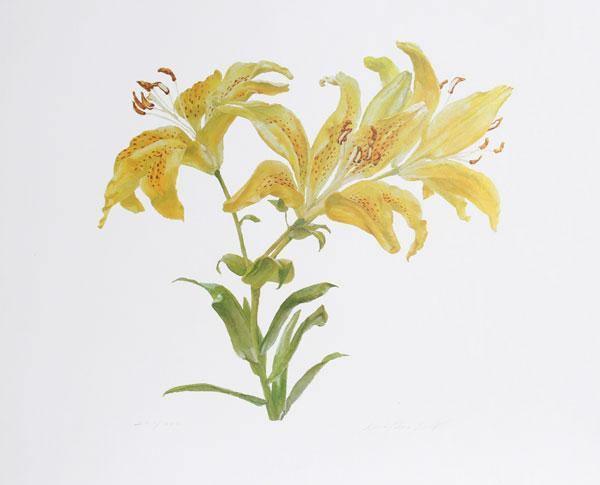 Tiger Lily Lithograph | Carol Ann Bolt,{{product.type}}