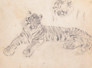 Tiger Study Watercolor | Marshall Goodman,{{product.type}}