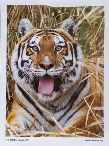 Tigers in America - Simba Poster | Unknown Artist - Poster,{{product.type}}
