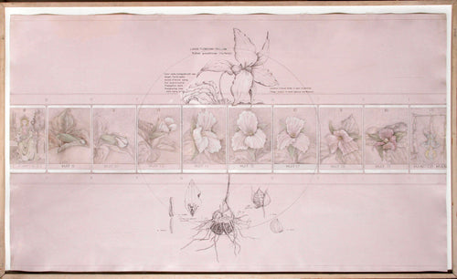 Transmutations: A Study of Systems Substitution Ink | Unknown Artist,{{product.type}}