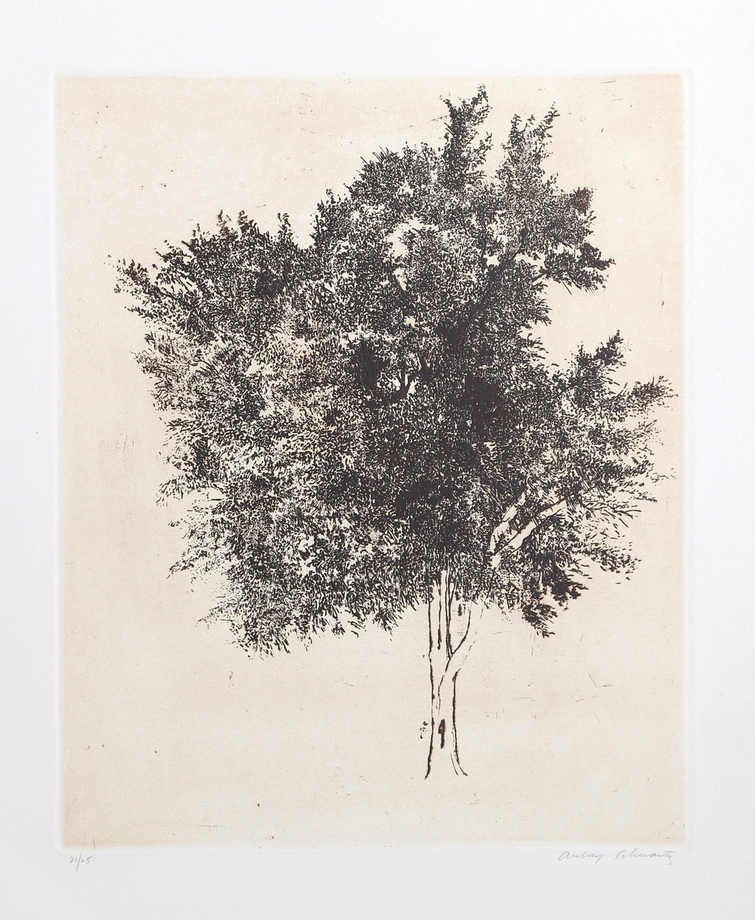 Tree Etching | Aubrey Schwartz,{{product.type}}